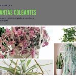 plantas colgantes